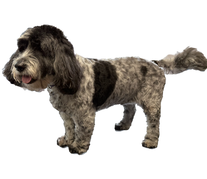 Cockapoo before pic
