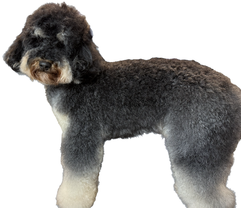 Bernedoodle After pic